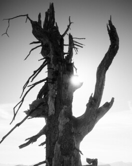 NILS LEON BRAUER
